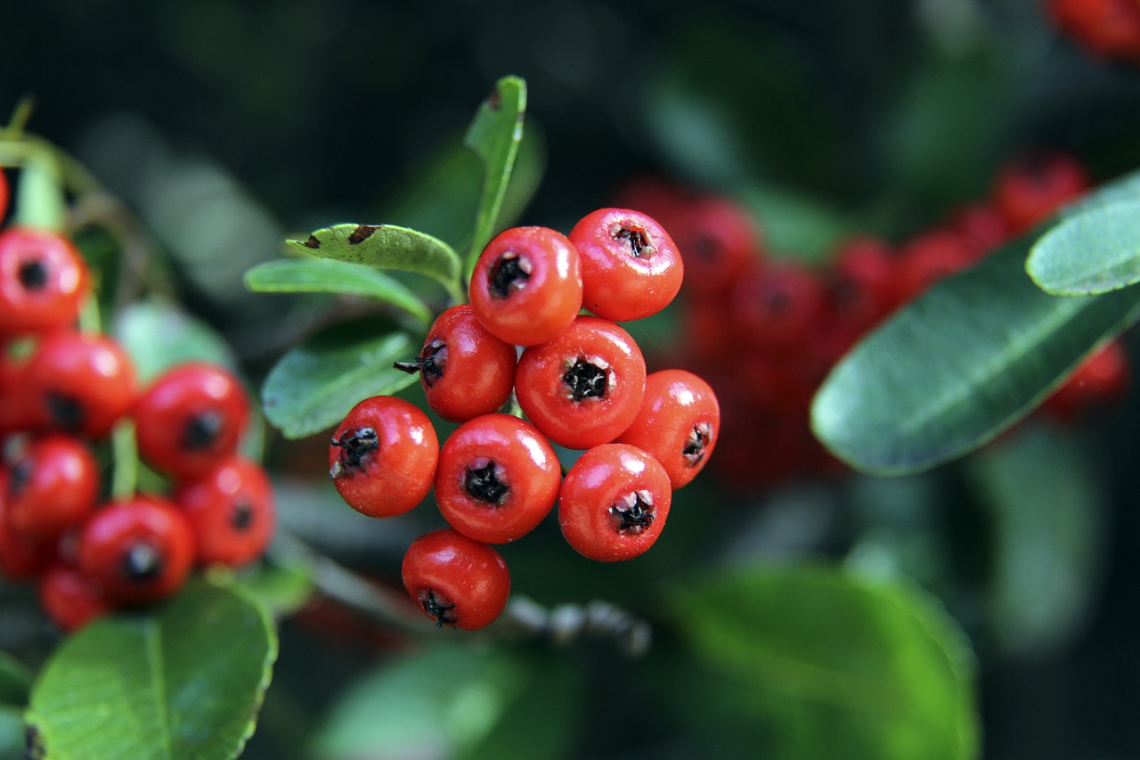 年连续进入 年连续进入